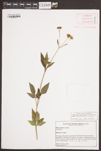 Bidens alba var. radiata image