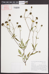 Bidens aristosa image