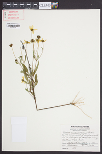 Bidens aristosa image