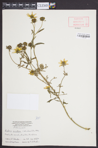 Bidens aristosa image