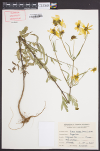 Bidens aristosa image