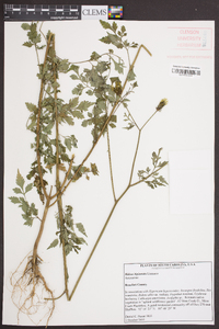 Bidens bipinnata image