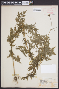 Bidens bipinnata image