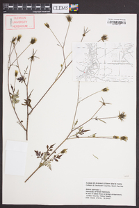 Bidens bipinnata image