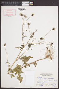 Bidens bipinnata image