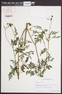 Bidens bipinnata image