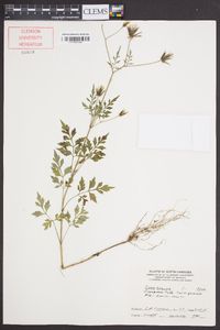 Bidens bipinnata image