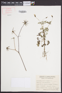 Bidens bipinnata image