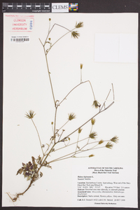 Bidens bipinnata image