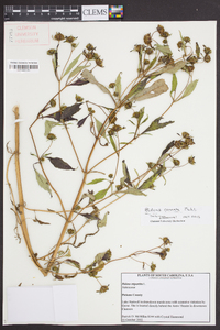 Bidens connata image