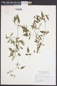 Bidens discoidea image