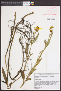 Bidens laevis image