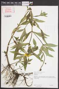 Bidens laevis image