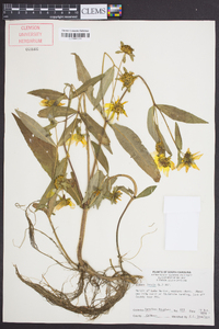 Bidens laevis image