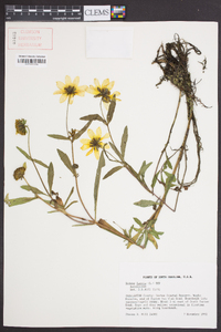 Bidens laevis image