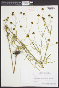 Bidens mitis image