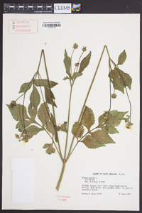 Bidens pilosa image