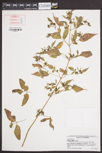 Bidens alba image