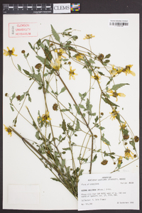 Bidens aristosa image