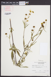 Bidens aristosa image