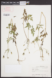 Bidens bipinnata image