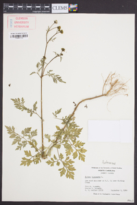 Bidens bipinnata image