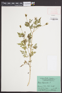 Bidens bipinnata image