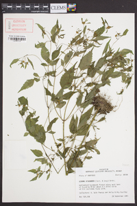 Bidens discoidea image