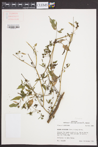 Bidens discoidea image