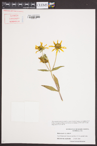 Bidens laevis image