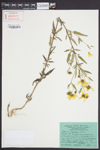 Bidens polylepis image