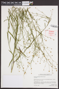 Boltonia asteroides image