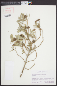 Borrichia frutescens image