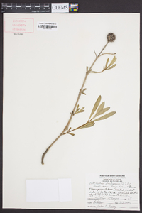 Borrichia frutescens image