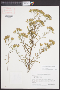 Brickellia eupatorioides image