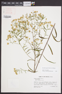 Brickellia eupatorioides image