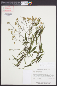 Brickellia eupatorioides image