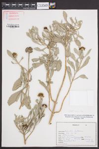 Borrichia frutescens image