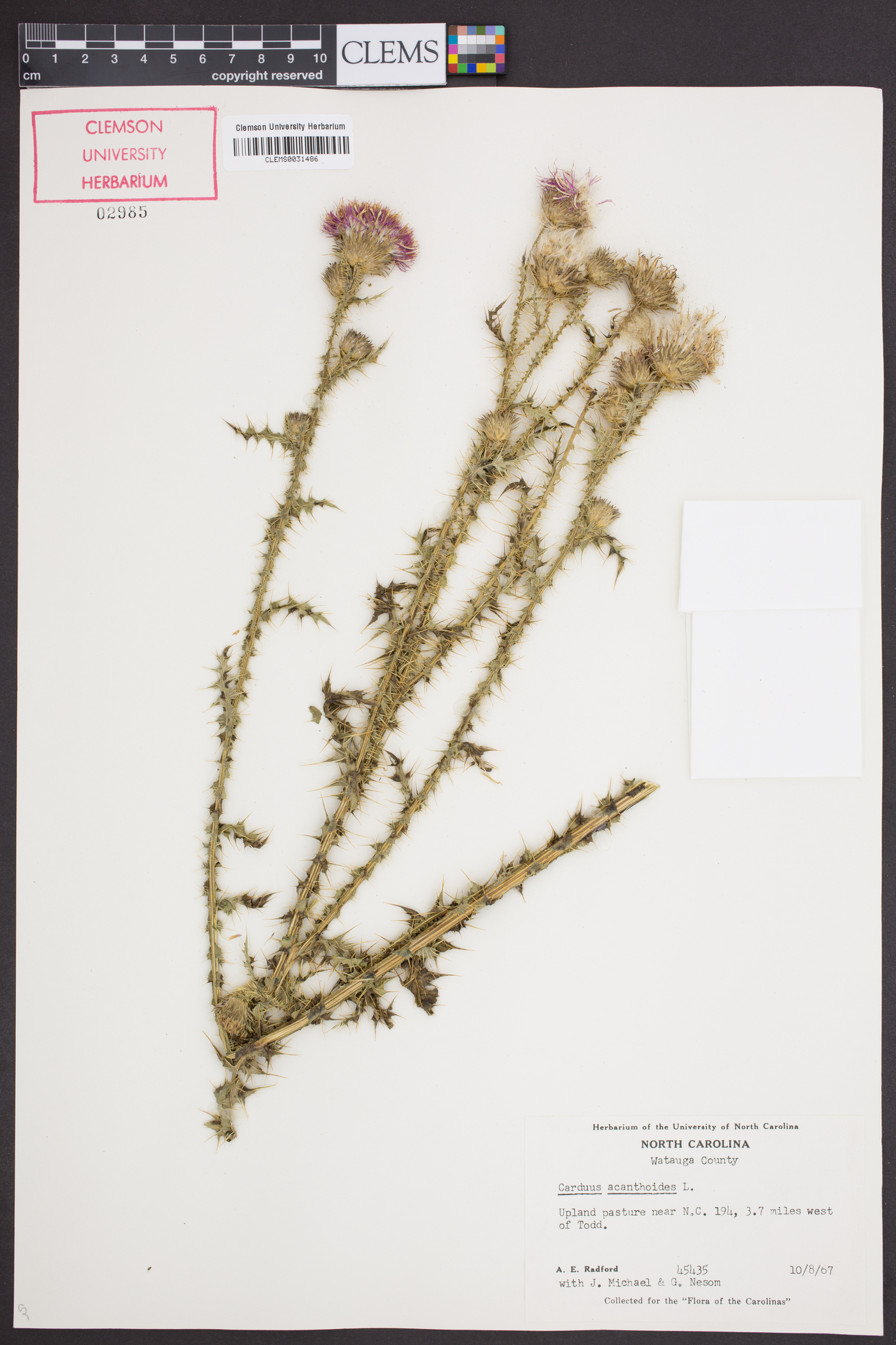 Carduus acanthoides image