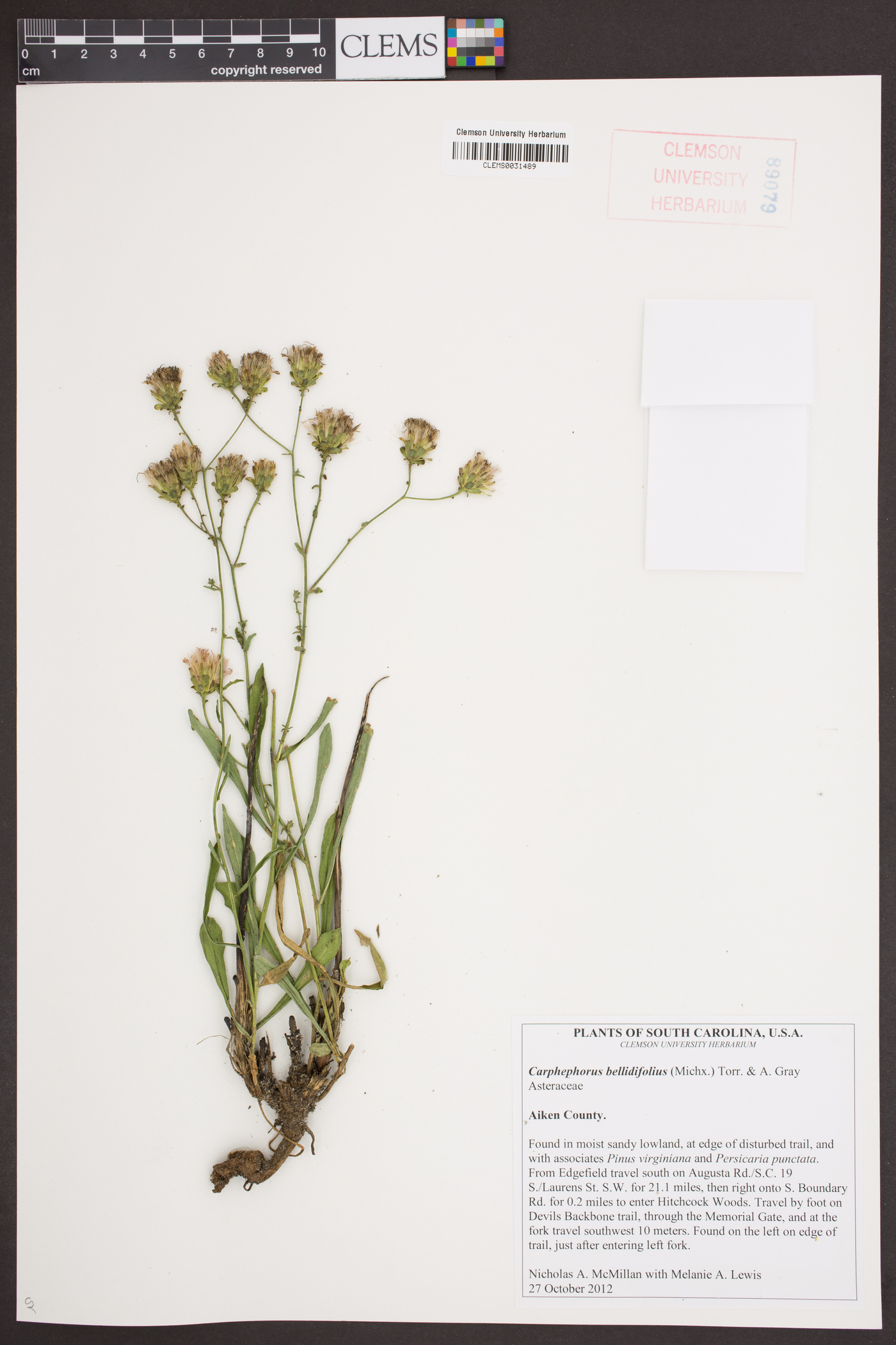Carphephorus bellidifolius image