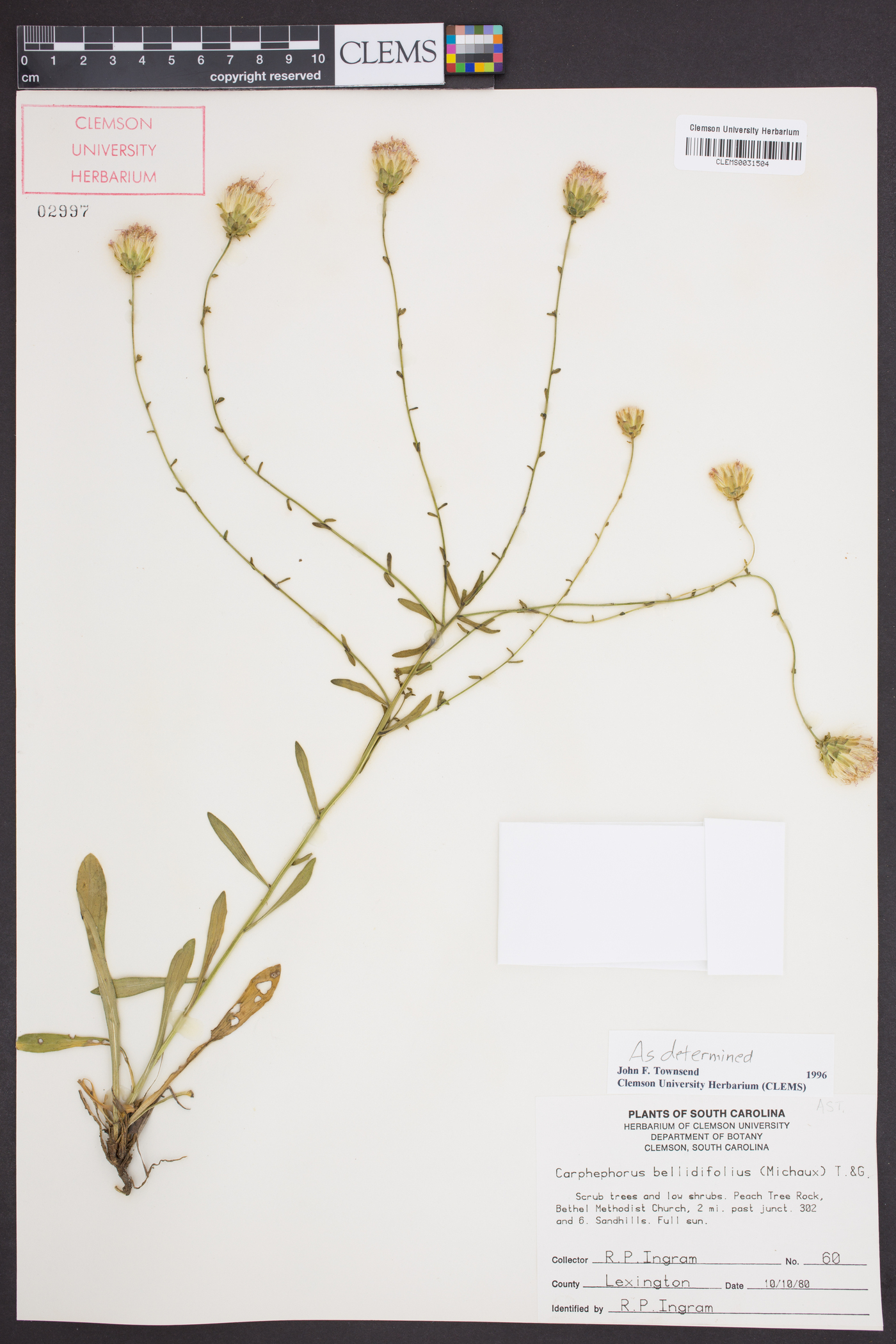 Carphephorus bellidifolius image