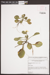 Chrysogonum australe image