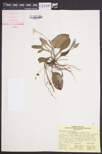 Chrysogonum virginianum var. australe image