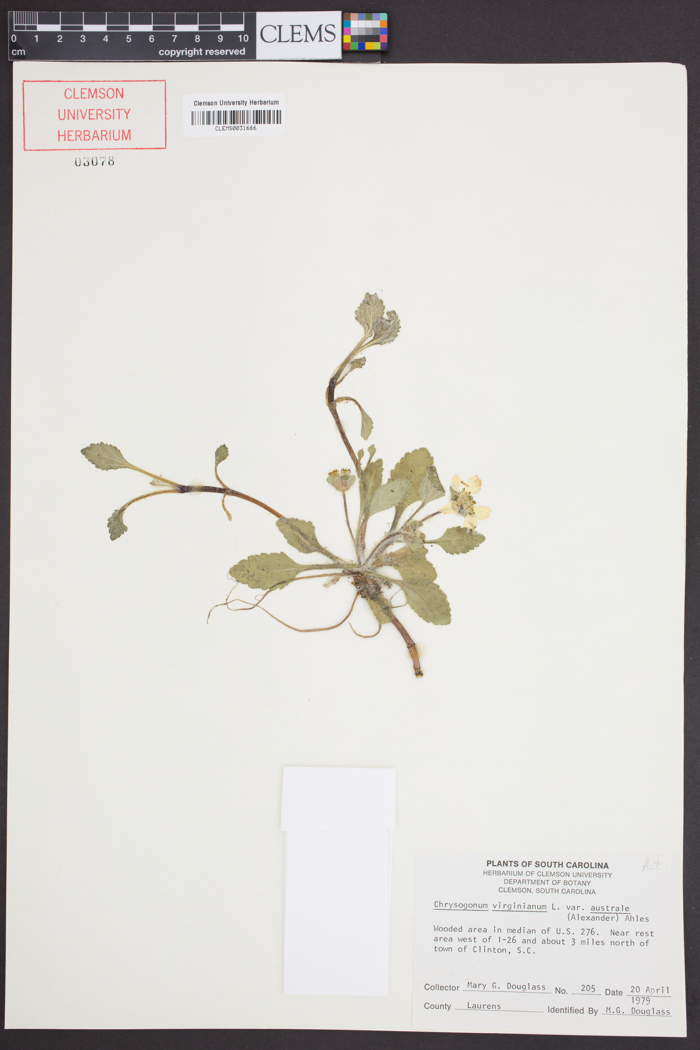 Chrysogonum virginianum var. australe image