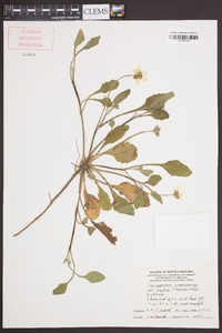 Chrysogonum virginianum var. australe image