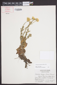 Chrysopsis gossypina image