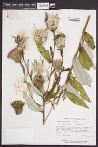 Cirsium altissimum image