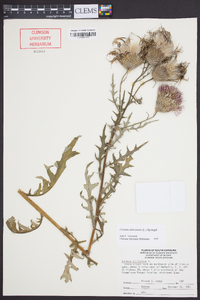 Cirsium altissimum image