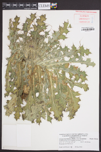 Cirsium horridulum image