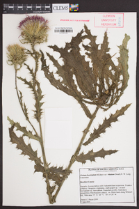 Cirsium horridulum image